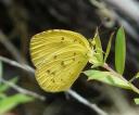 Beautiful Yellow Butterfly
