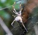 Big Orb Spider