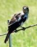 Young Butcherbird