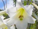 Solomon’s Lilly