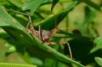 Assassin Bug