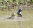 Bathing Bird