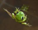 Magic Green Frog 3