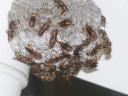Wasp Nest