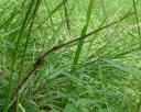 Barely Visible Stick Insect