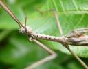 Dangerous Stick Insect