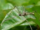 Proud Stick Insect
