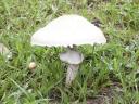 Edible Mushroom