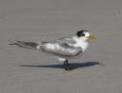 Resting Tern