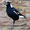Deva Magpie