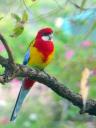 Colourful Rosella Sitting