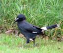 Hungry Strutting Currawong
