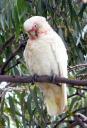 Crested Cockatoo
