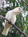 Curious Cockatoo