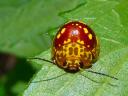 Golden Lady Bug