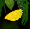 Yellow Butterfly