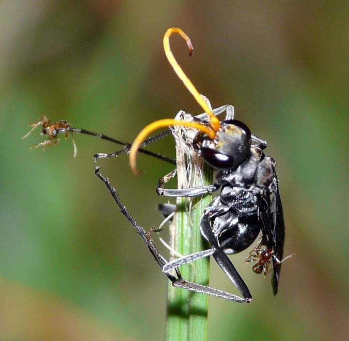 Black Wasp, in trouble