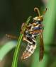 Magnificent Created Wasp