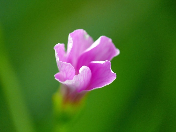 p1030765 A Little Pink