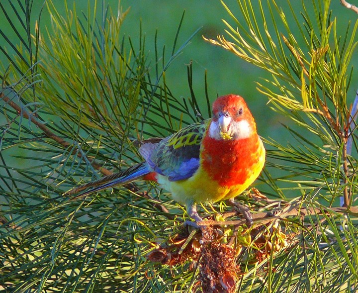 Rosella at Sunset