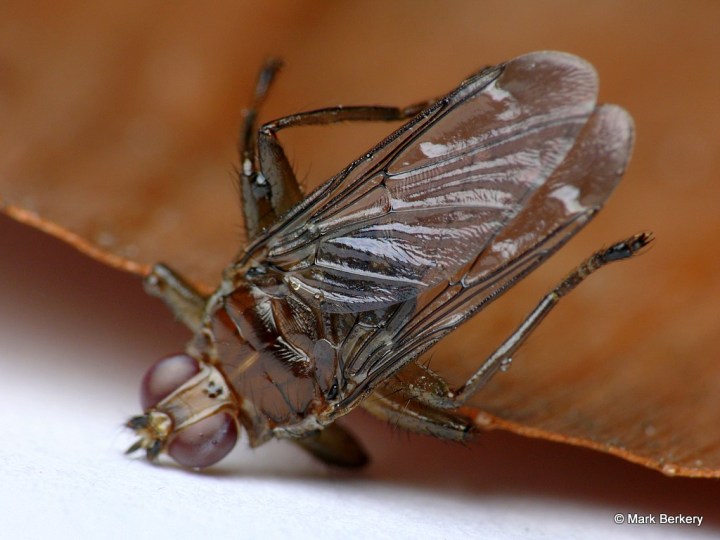 P1360245-1 P1360245-1