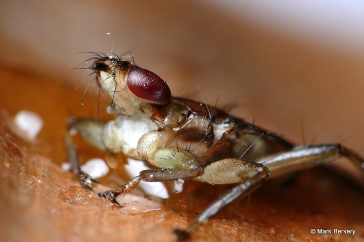 P1360290-1 P1360290-1