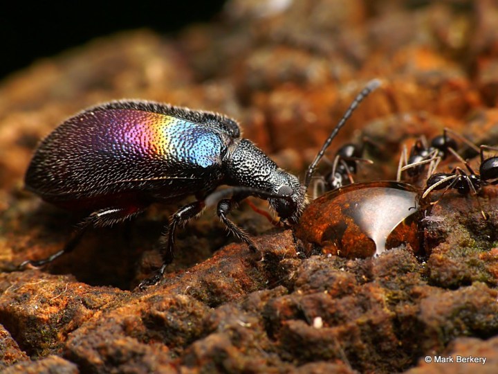 P1930503_MarkBerkery