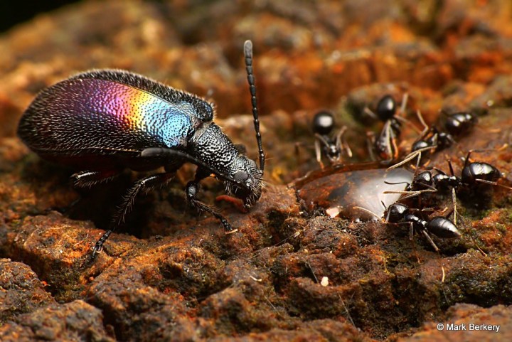 P1930517_MarkBerkery