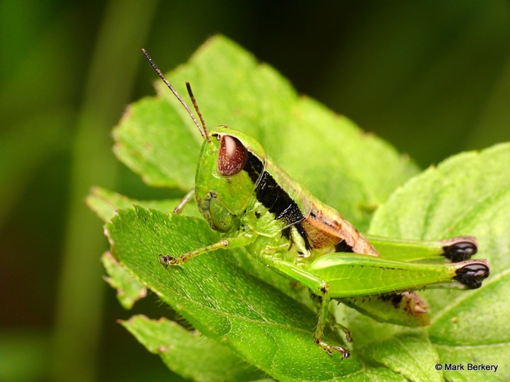 P2000841_MarkBerkery