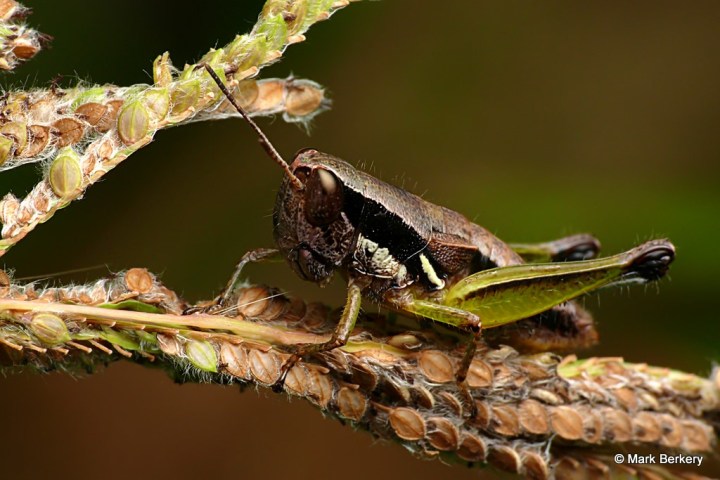 P2000846_MarkBerkery