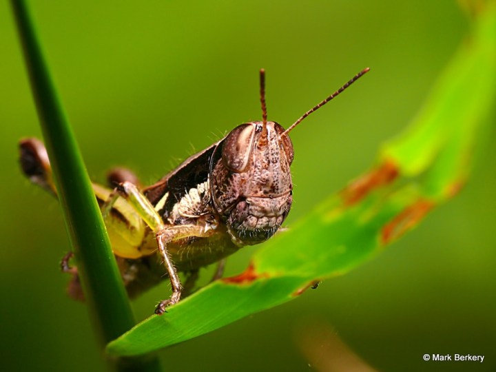 P2000851_MarkBerkery