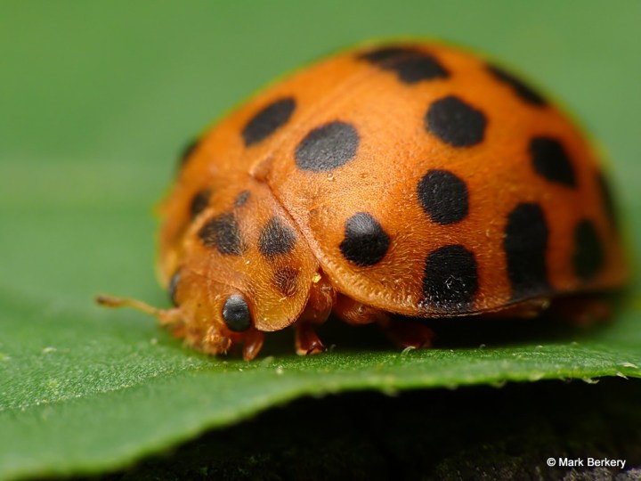 P2000992_MarkBerkery