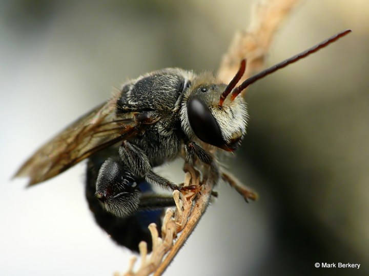 P2070059_MarkBerkery