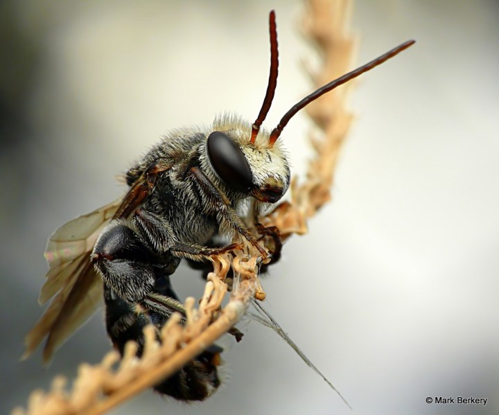 P2070072_MarkBerkery