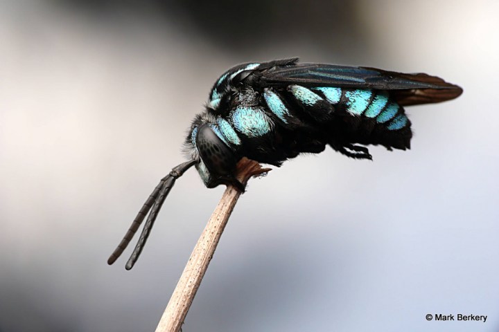 P2100767_MarkBerkery