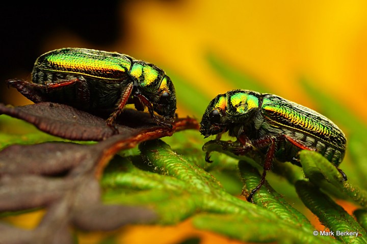 P1050175_MarkBerkery