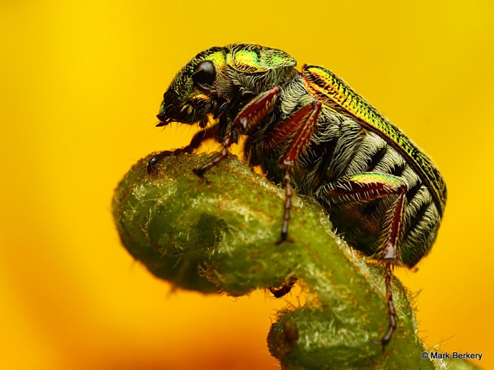 P1050214_MarkBerkery