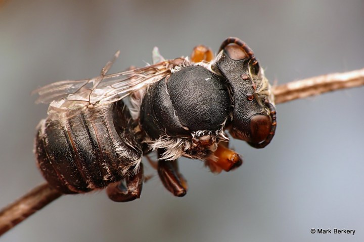 P1030522 - Mark Berkery