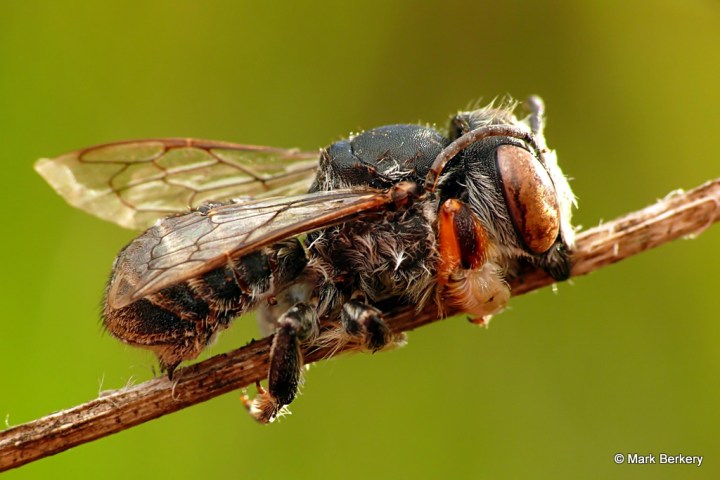 P1040251 - Mark Berkery