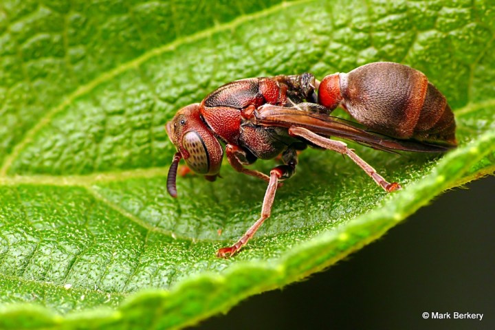 P1040395 - Mark Berkery