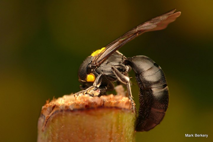 P1010823 - Mark Berkery