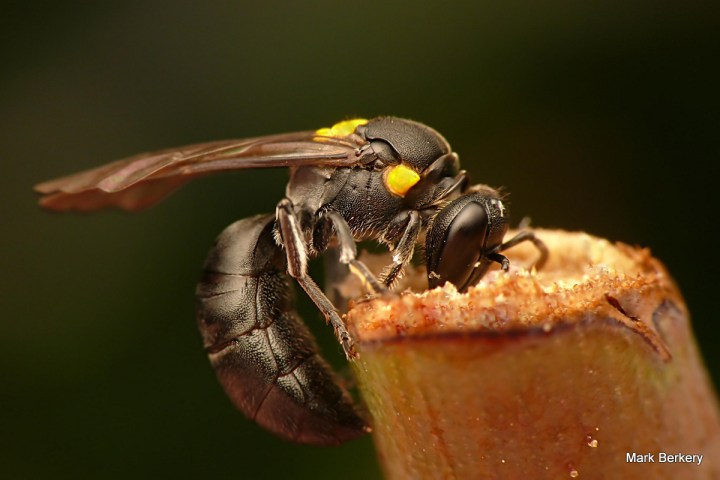 P1010826 - Mark Berkery