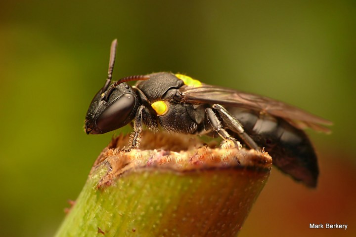 P1010894 - Mark Berkery