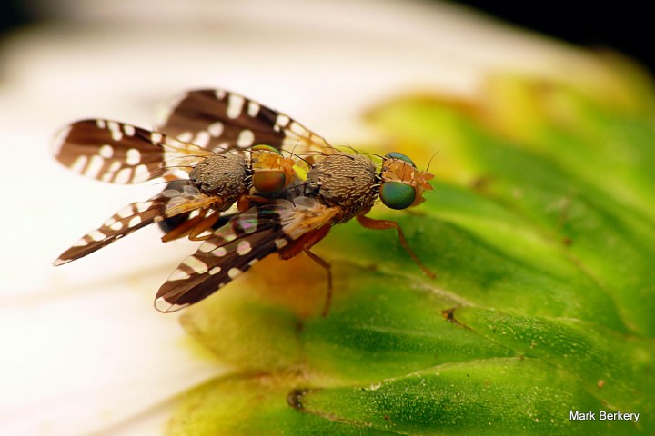 2-P1050334-001 - Mark Berkery