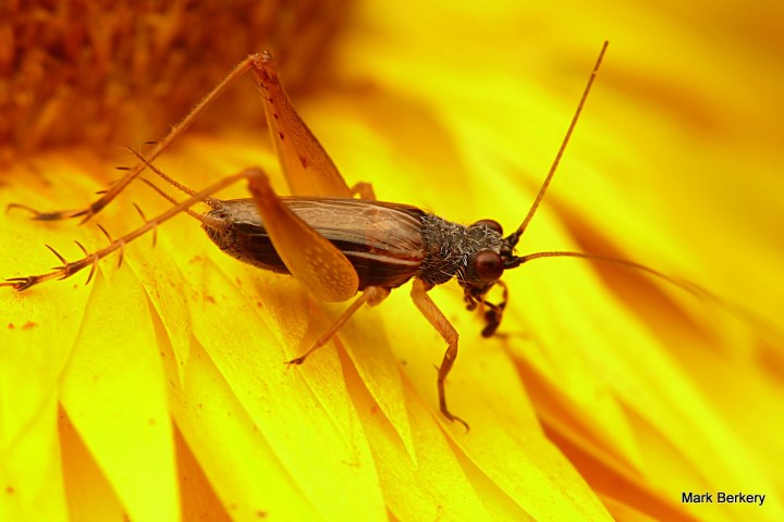 3-P1050416-001 - Mark Berkery