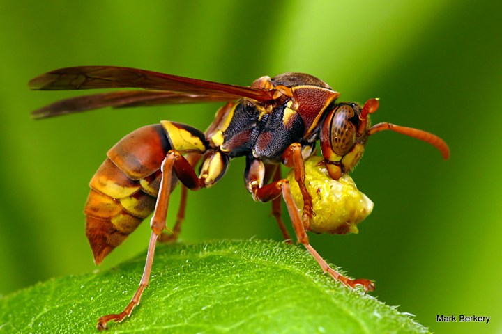 4-P1050437-001 - Mark Berkery