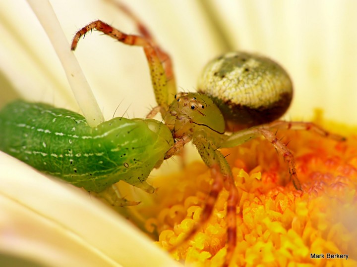 5-P1050490-001 - Mark Berkery