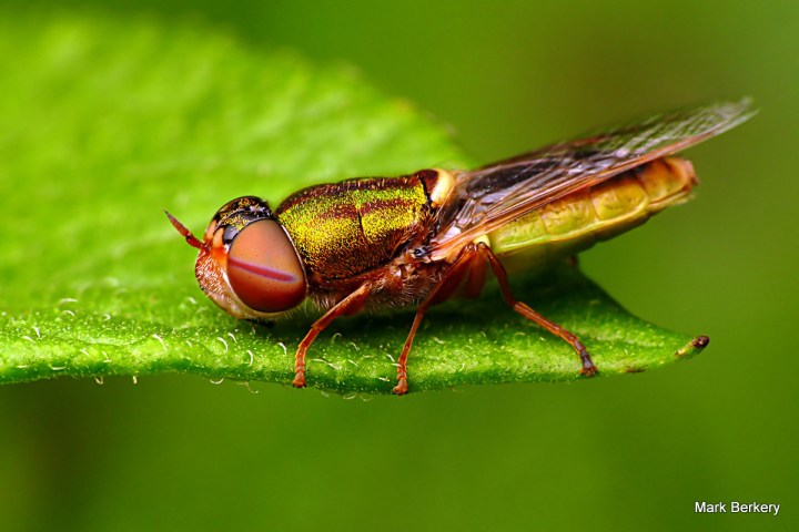 P1050619 - Mark Berkery