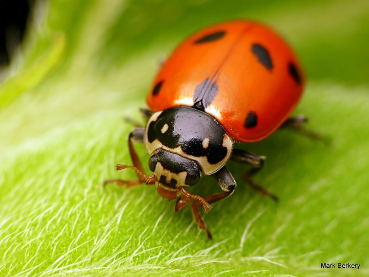 P1050660 - Mark Berkery