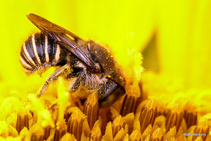 This one went to sleep in the Sunflower, no better place to wake up first for an early start to the day.